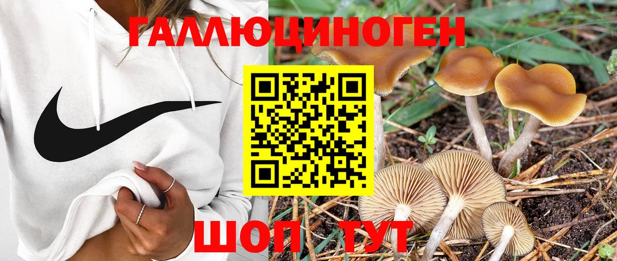 Галлюциногенные грибы Psilocybe Сунжа